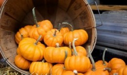 橙子爆料南瓜视频下载,南瓜视频下载攻略大揭秘